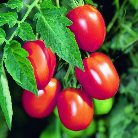 Tomate «Baumtomate» Bio Saatgut - Zollinger Bio