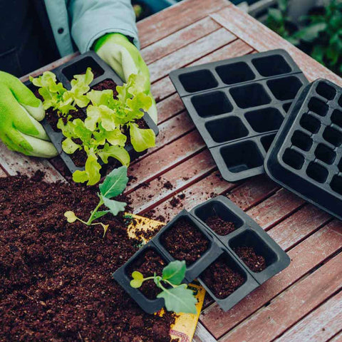 Seed trays with tray - Fair Zone