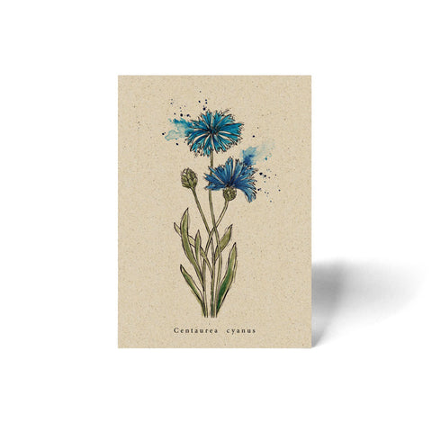 Postcard A6 «Cornflower» - Matabooks