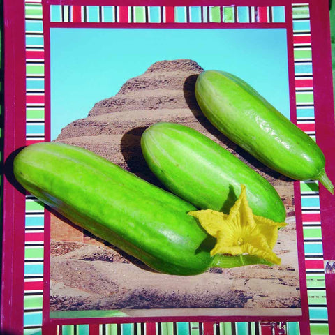 Cucumber «Kleopatra» organic seeds - Zollinger Bio