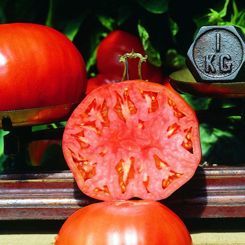 Semences de tomates biologiques « Babushka Selection Z » - Zollinger Organic