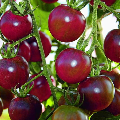 Semences de tomates « Cerise noire » biologiques - Zollinger Bio