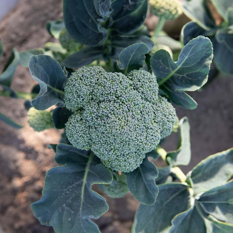 Broccoli «Coastal Selection Z» organic seeds - Zollinger Bio