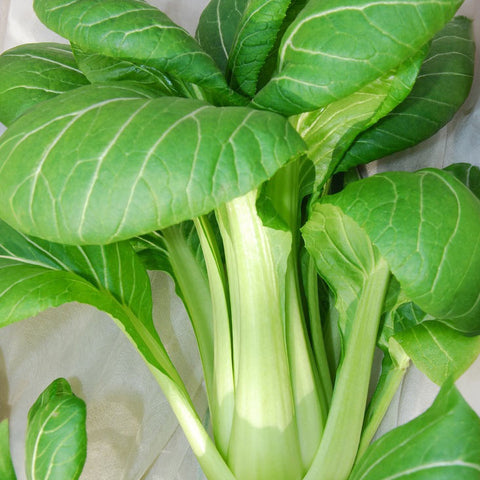 Légumes feuilles asiatiques «Pak Choi» graines biologiques - Zollinger Bio