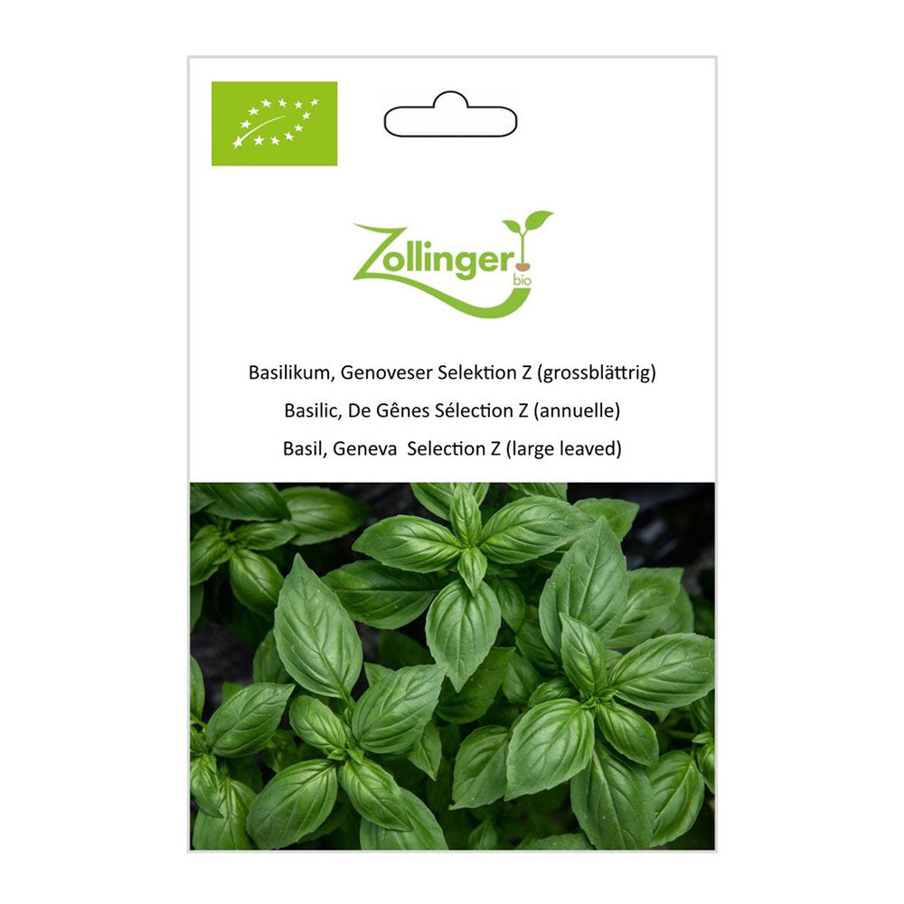 Basil Genovese Selection Z large leaved organic seeds Zollinger Bio