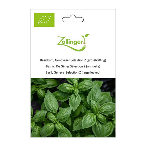 Basil «Genovese Selection Z (large-leaved)» organic seeds - Zollinger Bio