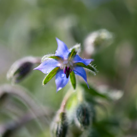 Bourrache «à fleurs bleues (annuelles)» graines biologiques - Zollinger Bio