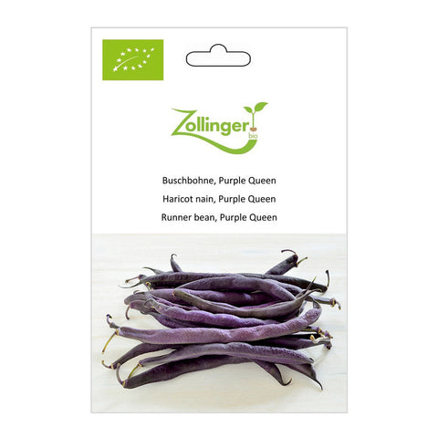 Haricot nain «Purple Queen» graines biologiques - Zollinger Bio