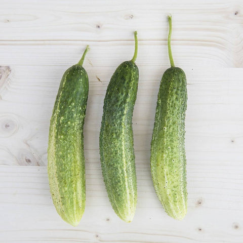Pickle «De Bourbonne» organic seeds - Zollinger Bio