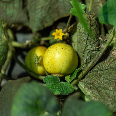 Cucumber «Picnic» organic seeds - Zollinger Bio