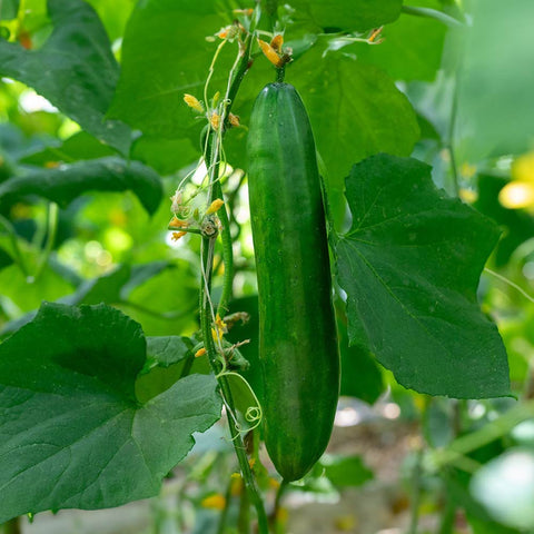 Cucumber «Perfection» organic seeds - Zollinger Bio