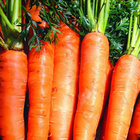 Carrot «Berlicumer Selection Z (storage carrots)» organic seeds - Zollinger Bio