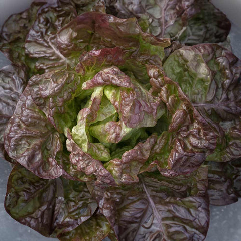 Lettuce «Red Butterhäuptl» organic seeds - Zollinger Bio