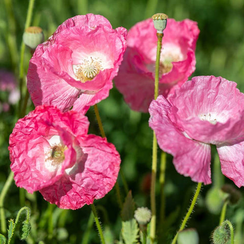 Poppy, silk poppy (annual) organic seeds - Zollinger Bio