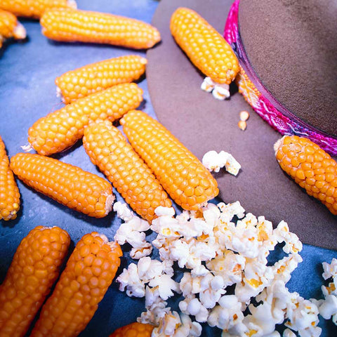 Popcorn-Mais «Popi-Hopi» Bio Saatgut