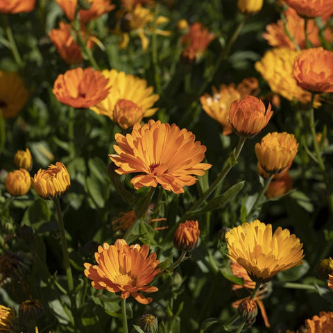 Marigold, Simply Orange (Annual) Organic Seeds - Zollinger Bio