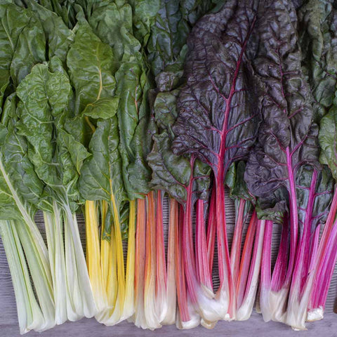 Swiss chard «Rainbow» organic seeds - Zollinger Bio