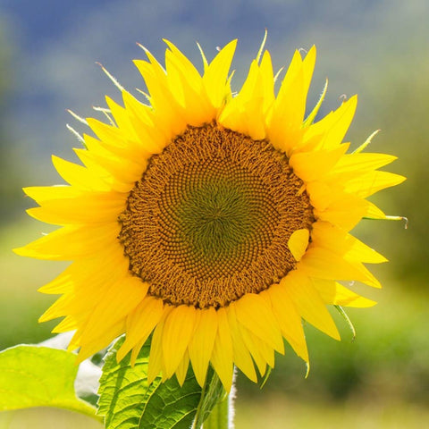 Sonnenblume, Italienische Sonne, Bio Saatgut - Zollinger Bio