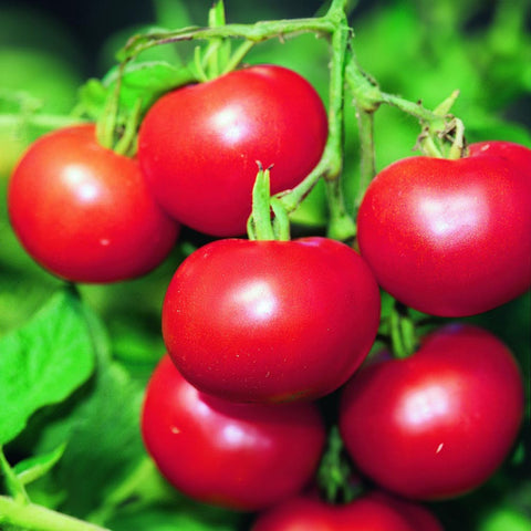 Graines biologiques de tomate «Matina» - Zollinger Bio