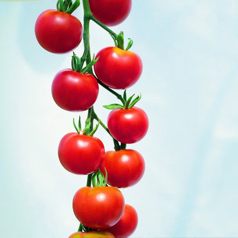 Graines biologiques de tomates cerises rouges - Zollinger Bio