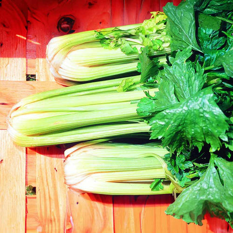 Celery “Weisser” organic seeds - Zollinger Bio