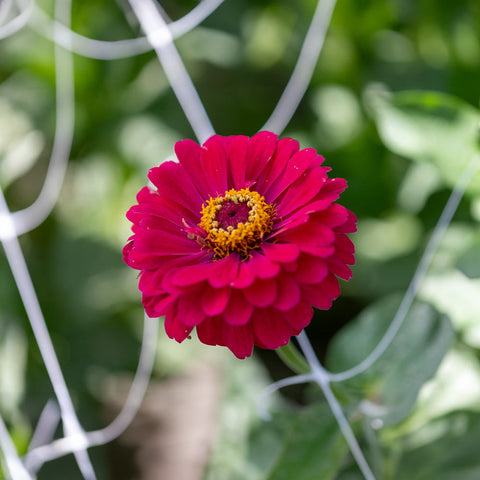 Zinnia, Simply Mixed Selection Z (annual) Organic Seeds - Zollinger Bio