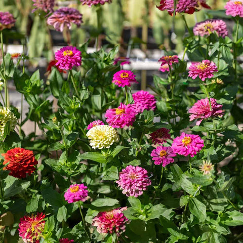 Zinnia, Simply Mixed Selection Z (annuelle) Graines biologiques - Zollinger Bio
