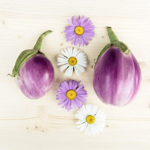 Aubergine «Ronda Sfumata» Bio Saatgut - Zollinger Bio