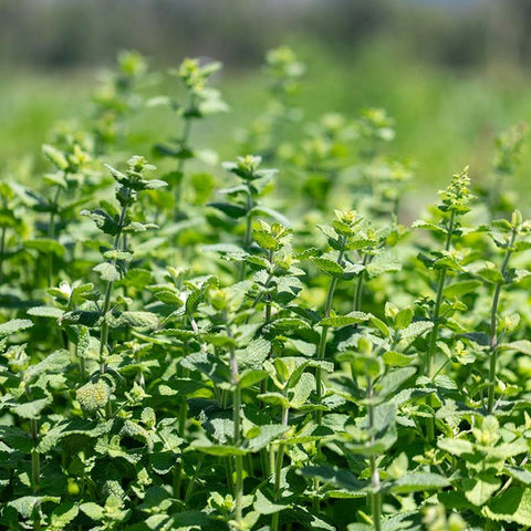 Apfelminze «Sommerliche Frische» Bio Saatgut - Zollinger Bio