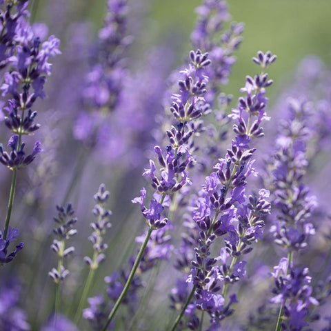 Echter Lavendel «mehrjährig» Bio Saatgut - Zollinger Bio