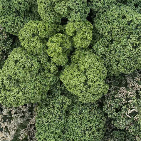 Chou frisé «Kale» graines biologiques - Zollinger Bio
