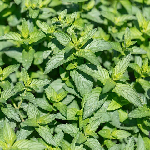 Grüne Minze «Marokkanischer Tee» Bio Saatgut - Zollinger Bio