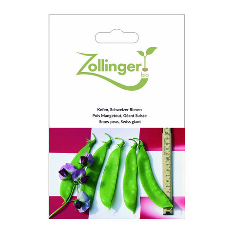 Kefen «Schweizer Riesen» Bio Saatgut - Zollinger Bio