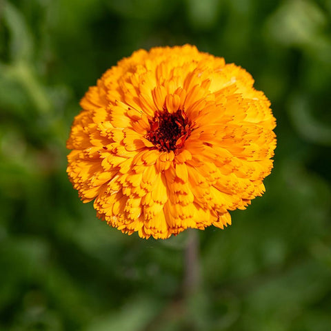 Calendula 'Mayaan' Organic Seeds - Zollinger Bio