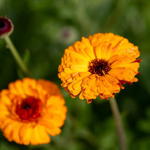 Calendula 'Mayaan' Organic Seeds - Zollinger Bio