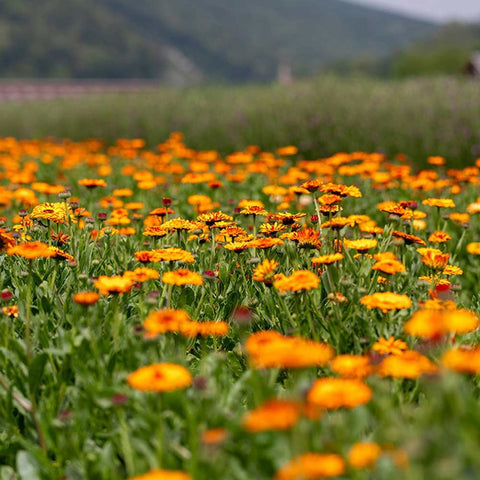 Calendula 'Mayaan' Organic Seeds - Zollinger Bio