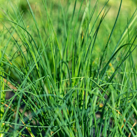 Schnittlauch «Karl der Grosse» Bio Saatgut - Zollinger Bio