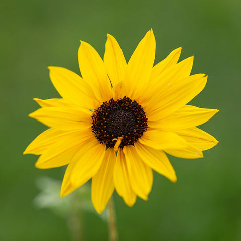 Tournesol «Golden eye» Graines bio - Zollinger Bio