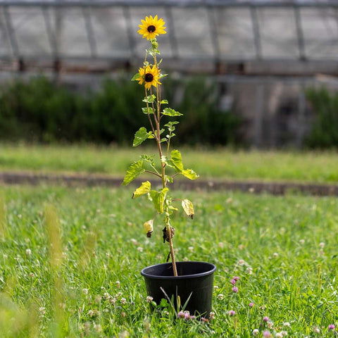 Tournesol «Golden eye» Graines bio - Zollinger Bio